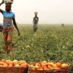 Nigerians farmers