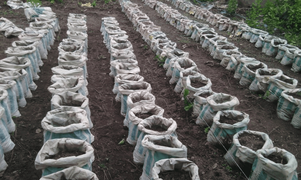 Sack Farming