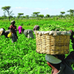 Nigeria’s farming sector