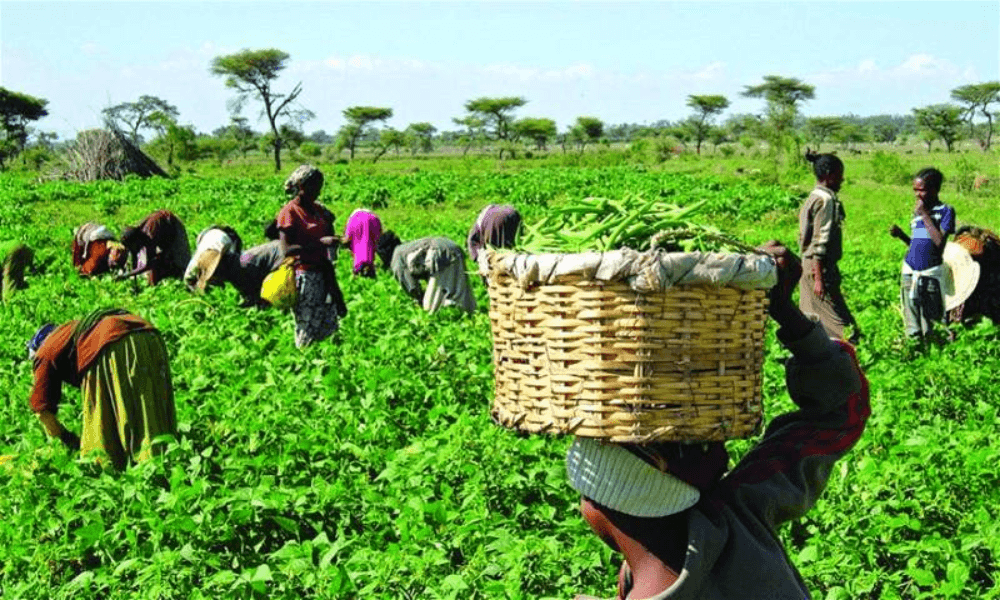 Nigeria’s farming sector