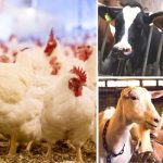 How many animals do humans eat yearly