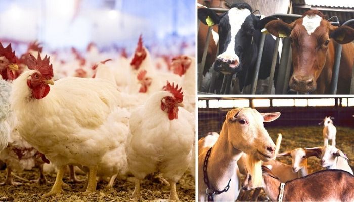 How many animals do humans eat yearly