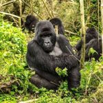 Smuggled baby gorilla from Turkey