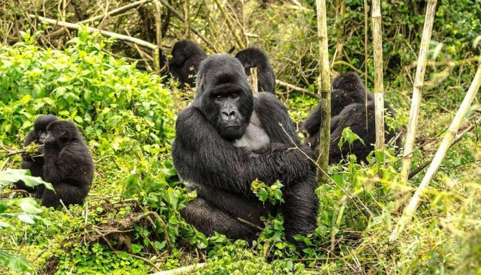 Gorilla Trekking in Rwanda
