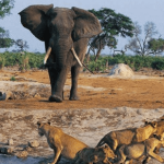 Niokolo Koba National Park game