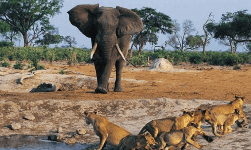 Niokolo Koba National Park game