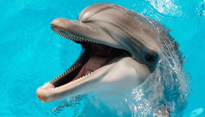 Dolphin fatally attack 18 people in Japan