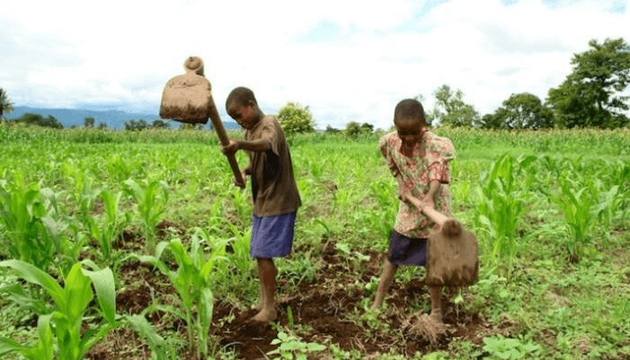 Child labour in farming
