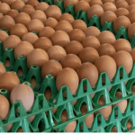 egg prices