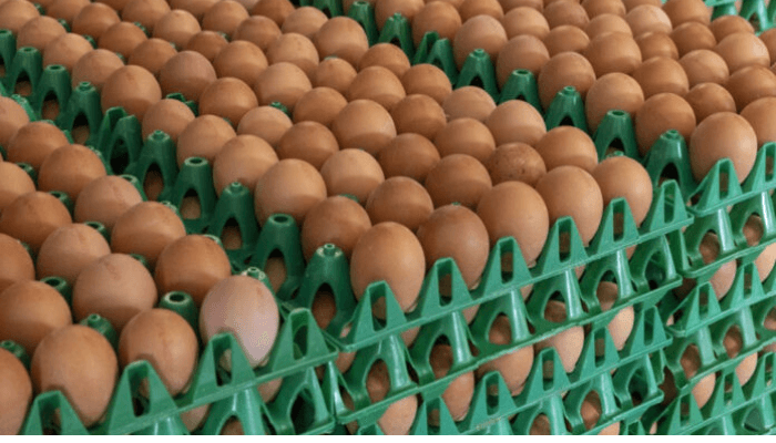 egg prices