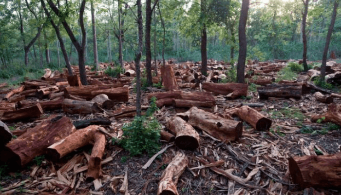 Deforestation