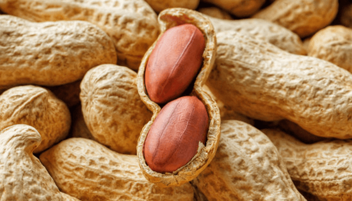 Groundnut