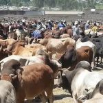 Nigeria unveils 15-year livestock investment blueprint to boost food security, jobs