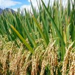 Anambra rice revolution