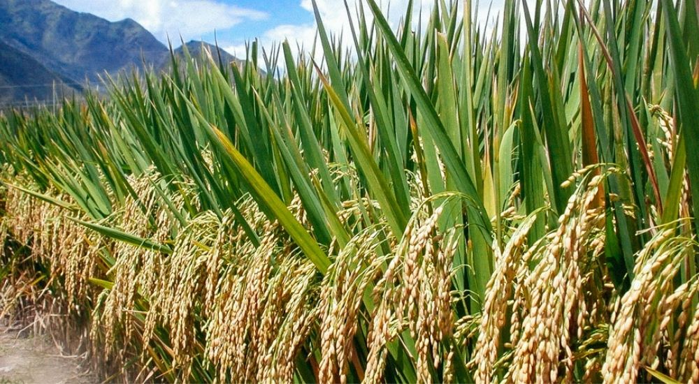 Anambra rice revolution