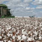 cotton production