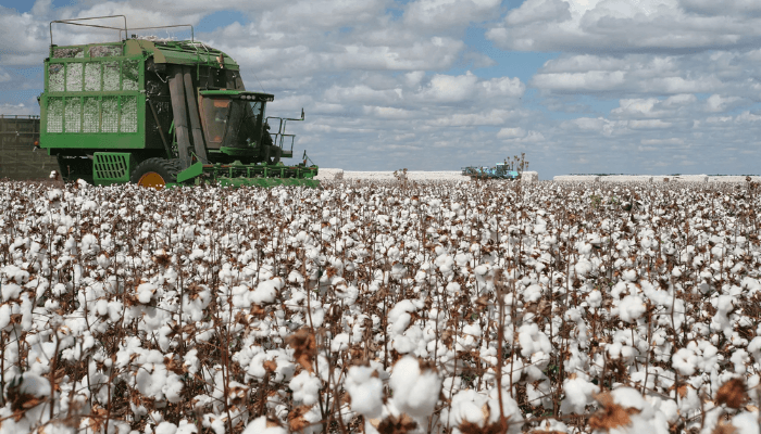 cotton production