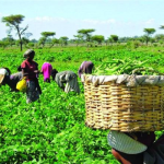 Abia partners Kitovu Technology to increase food production