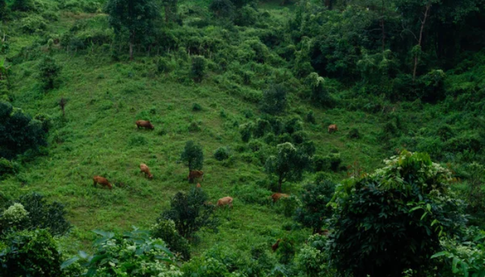 Africa’s second-largest nation borders nine countries in strategic position