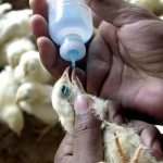 Bauchi govt boosts livestock production with vaccination of 1.5m animals