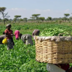 Firm deploys support tools for farmers, extension workers in Nigeria