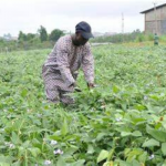 Top 10 high-yield crops to grow for profit in Nigeria