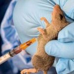 lassa fever