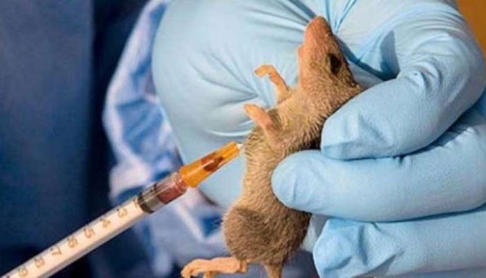 lassa fever