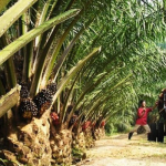 Nigeria’s palm oil industry