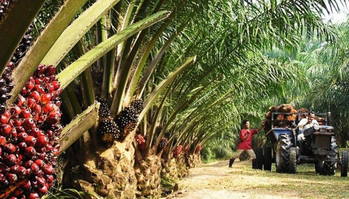 Nigeria’s palm oil industry