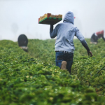 Food-secure African countries