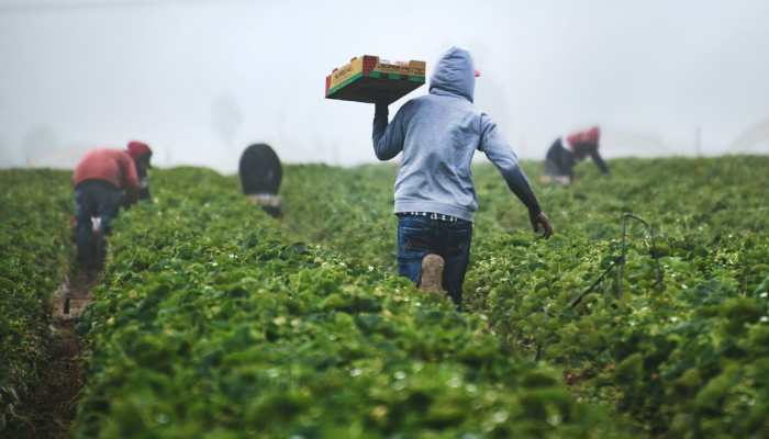 Food-secure African countries