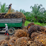 countries with highest palm oil exports globally
