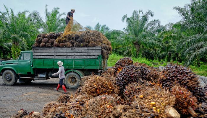 countries with highest palm oil exports globally