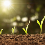 FG trains Kogi rice farmers on modern processing