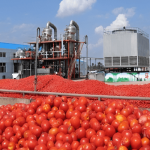 Dangote tomato paste production