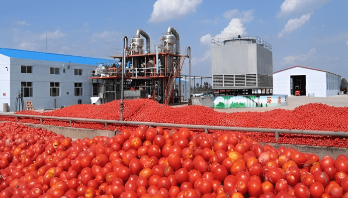 Dangote tomato paste production