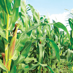 maize farmers in Imo State