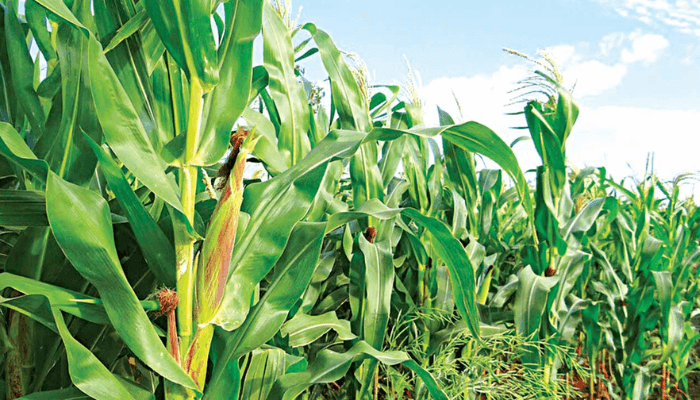 maize farmers in Imo State