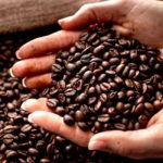 Coffee production in Nigeria