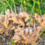 ginger-producing countries