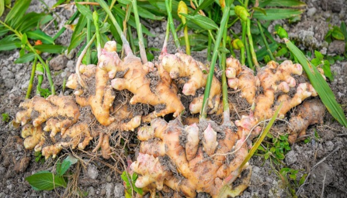 ginger-producing countries