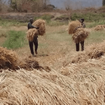 Jigawa begins dry season farming, targets 3.6m metric tonnes of rice
