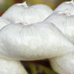 Monosodium Glutamate