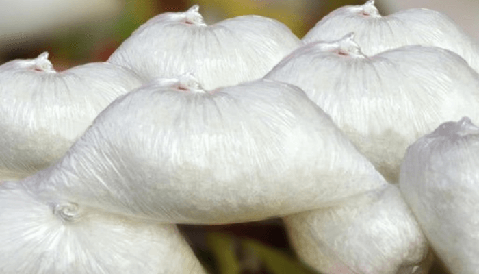 Monosodium Glutamate