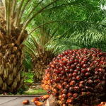 Nigeria's Oil Palm