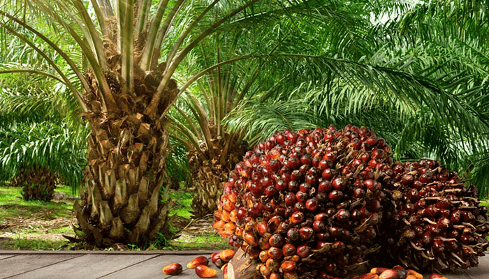 Nigeria's Oil Palm