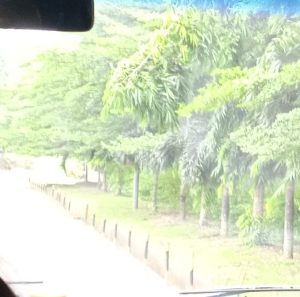 More trees and flowers at Indorama-Eleme