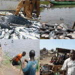 Adamawa’s River Wulum