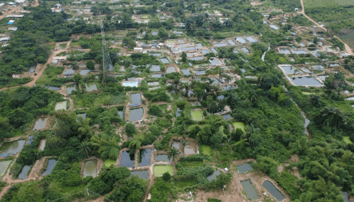 Aquaculture boom: How Fish4ACP boosted Ijebu Ode's fish farm into a N5bn investment